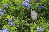 White-crowned Sparrowborder=